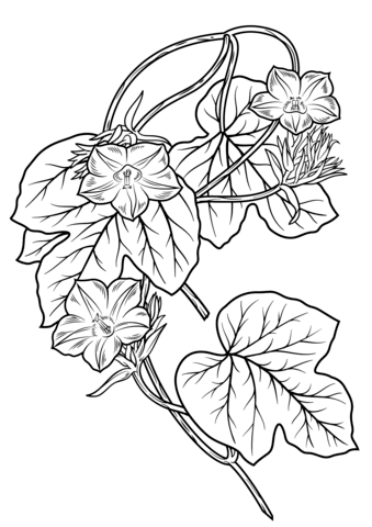 Morning Glory Flower Coloring Page